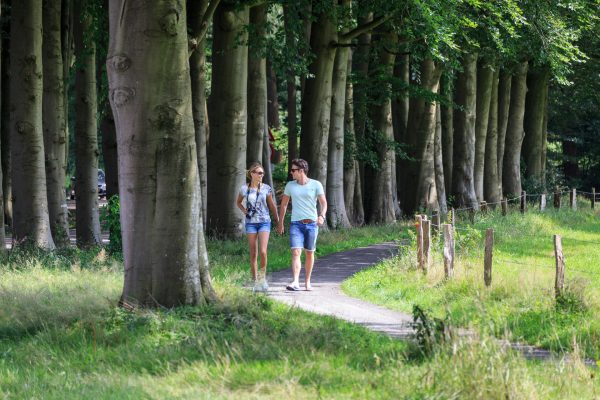 Nederland, Leuvenum, wandelen, bos, zomer